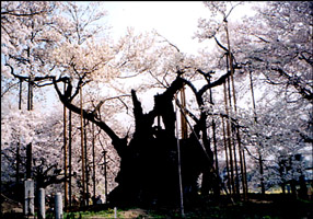 sakura03.jpg 286��200 32K