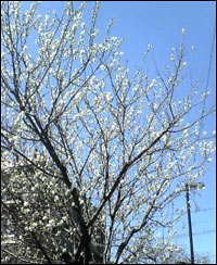 ume.jpg 200��244 25K